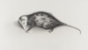 Opossum