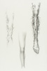 Trinity (preliminary sketch)